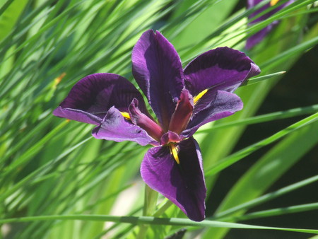 Pond Lilly - gold, lilly, purple, pond