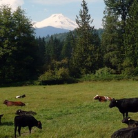 Mount Baker and Cattle