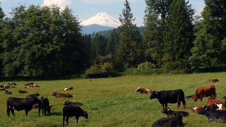 Mount Baker and Cattle - sky, farm, trees, mountain, summer, field, widescreen, washington, cows