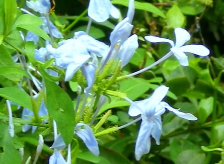 Flowers - flowers, nature, sky blue