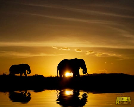 Sunset River Walk - two, elephants, river, walking, sunset