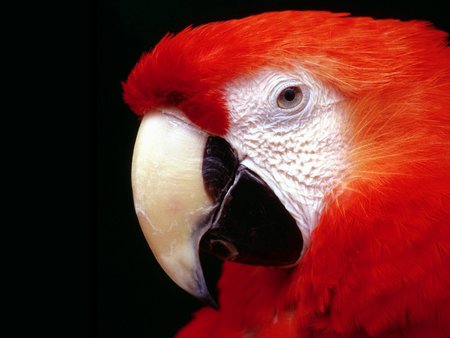 Red Macaw - red, bird, macaw, black, parrot