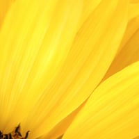 Sunshine Yellow Petals