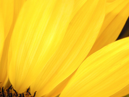 Sunshine Yellow Petals - sunshine, yellow, flower, petals