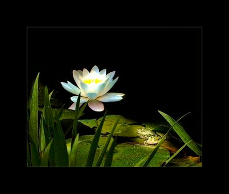 Welcome to my pad - frogs, sunlight, white and yellow, water lilly, lily pad