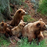 Mom and teddy bears