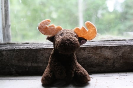 Rupert - moose, photography, nature, cute