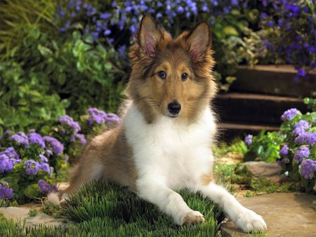 Collie among flowers - dog, pet, flower, collie