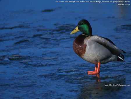 ducks in the water - nature, water, ducks, animals