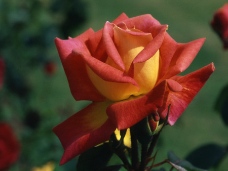 flowers - flowers, rose, grass, nature