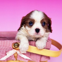 Cavalier King Charles Spaniel