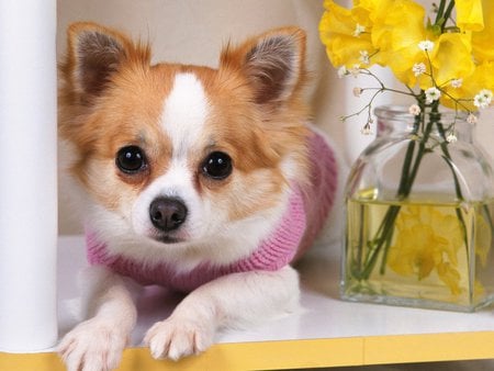 Cute chihuahua - pet, chihuahua, puppy, dog