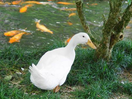 Duck and koi - duck, water, koi, fish, life