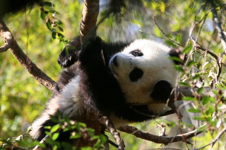 Tree Climbing - panda, climbing, forest, trees