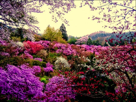 Colorful Blossoms - flowers, trees, blossoms, purple, garden, red, mountains, pink