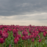 tulip hd