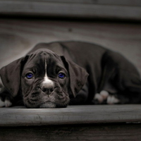 puppy eyes blue