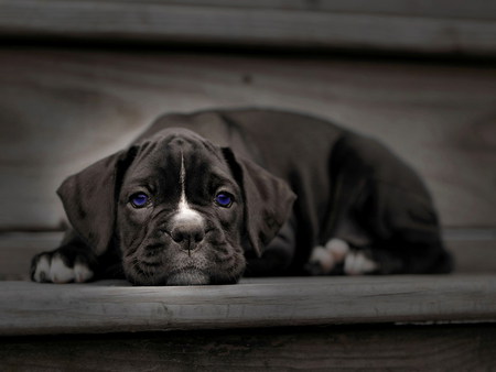 puppy eyes blue