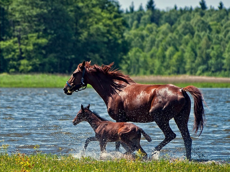 Freedom - horses, baby horse, trees, forest, river, water, grass