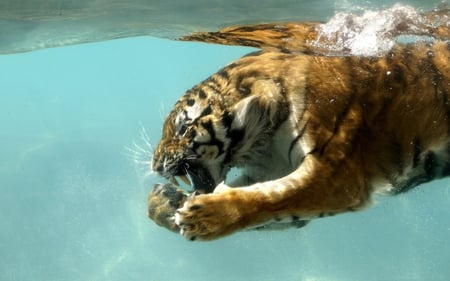 Tiger Underwater - cat, cats, wild, blue, animals, water, tiger, underwater