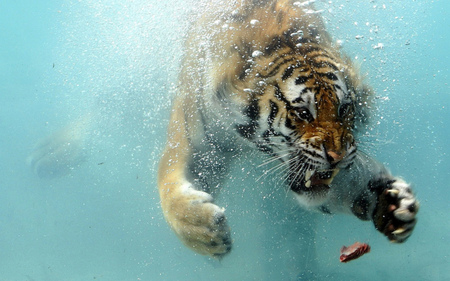 Tiger - water, blue, underwater, cats, tiger, animals