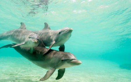 Dolphins - dolphins, water, blue, underwater, animals