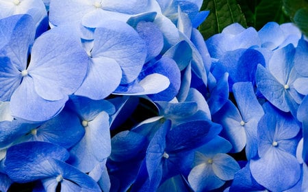 Blue Flowers - flowers, blue flowers, nature, blue, beautiful