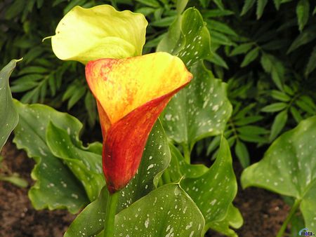 Yellow Calla Lily - bulb, green, leafy, orange, flower, plant, lily