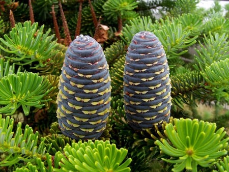 Korean Fir Cone - cone, fir, succulent, plant, green