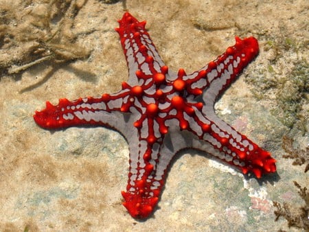 Starfish_in_Mombassa - starfish, beautiful, mombassa, picture