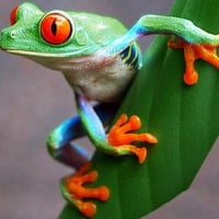 Colorful Frog