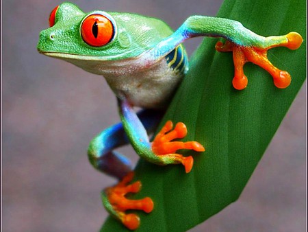 Colorful Frog