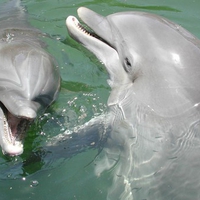 Playful Dolphins