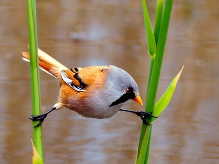 Beautiful Birds - beautiful, cool, birds, picture