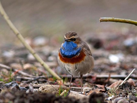 Beautiful Bird - beautiful, cool, bird, picture