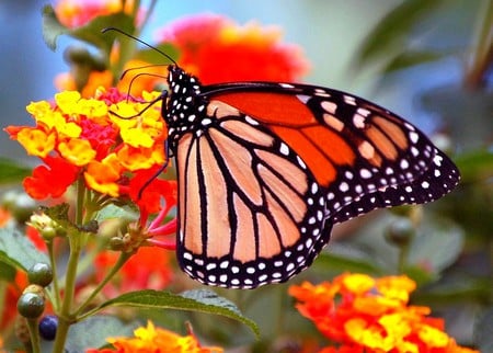 Butterfly on Flowers - flowers, beautiful, butterfly, picture