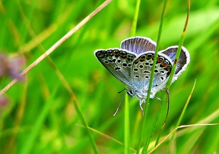 Butterfly in Grass - picture, butterfly, in grass, cool