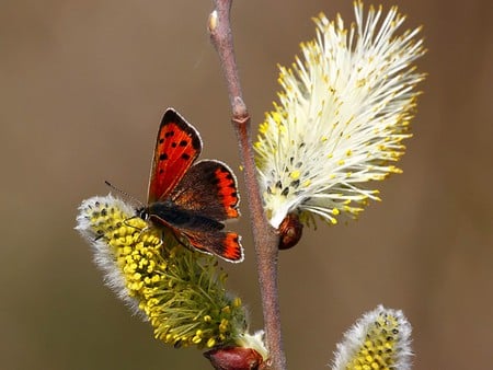 Moth on Flower - beautiful, flower, moth, picture