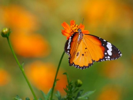 Butterfly on Flower - butterfly, on flower, picture, beautiful