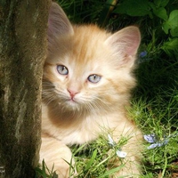 Grey eyes