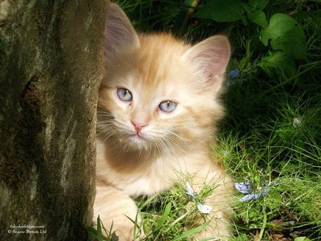 Grey eyes - cat, fluffy, grass, kitten