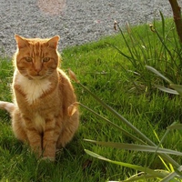 Fluffy cat on grass