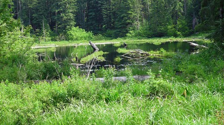 Mountain Pond - summer, water, widescreen, lake, pond, firefox persona, trees, mountain, green