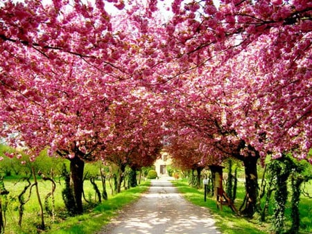 The pink way - away, trees, pink, way