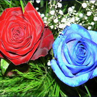 RED AND BLUE ROSES