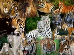 My Tiger Collage