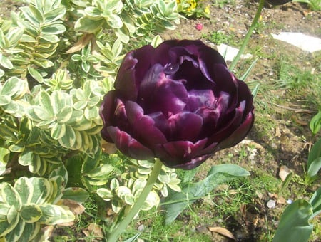 Purple Beauty - garden, flower, purple, dark, green