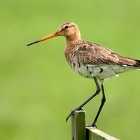 Black Tailed Godwit