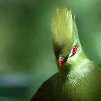 Turaco