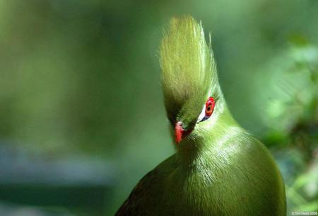 Turaco - banana eater, turaco, red, green, africa